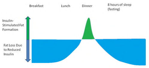 What Insulin Does