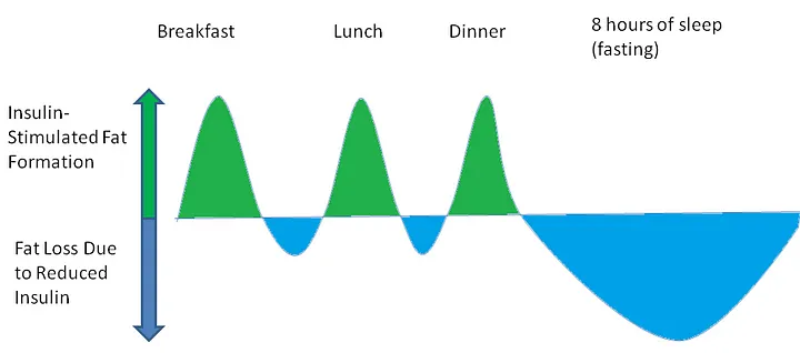 What Insulin Does